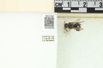 Media type: image;   Entomology 769195 Aspect: Labels